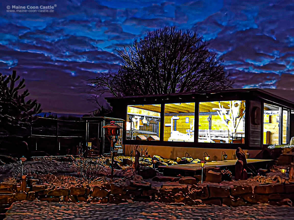 Freigehege der Maine Coon Kater