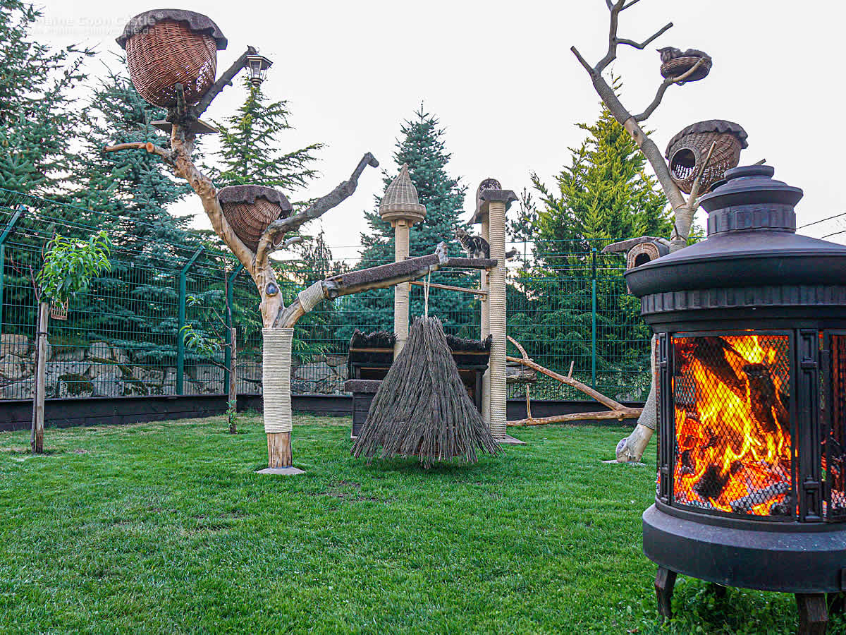 Freigehege der Maine Coon Katzen