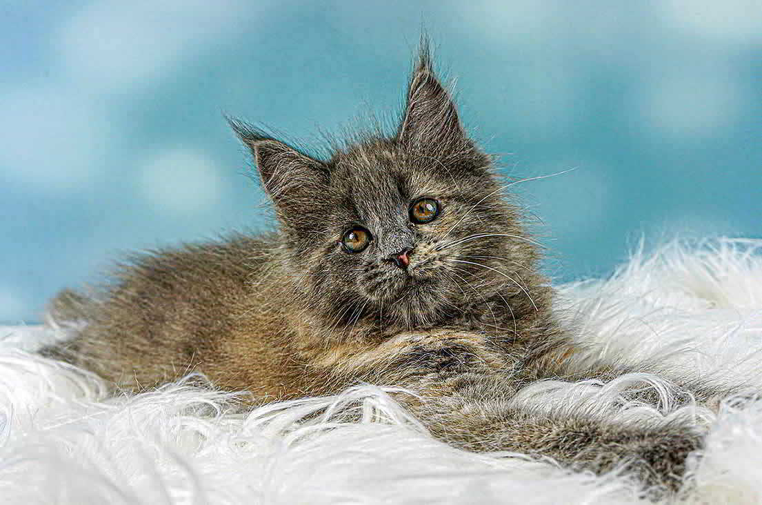 Nora of Maine Coon Castle - 10 Wochen alt