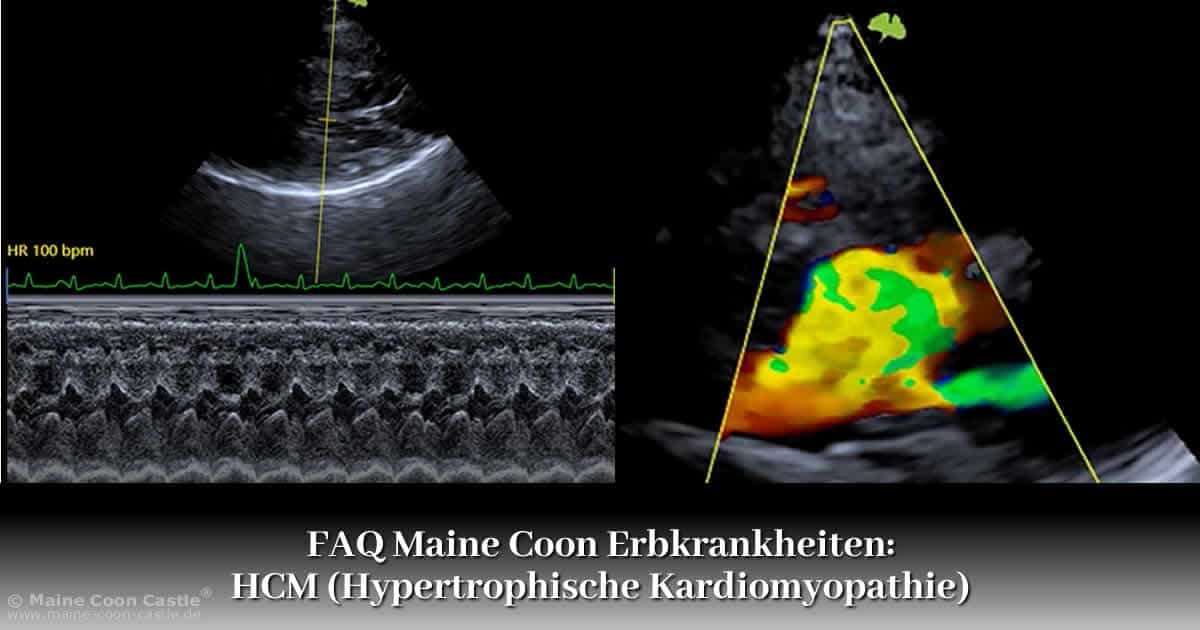 FAQ Maine Coon Erbkrankheiten - HCM (Hypertrophische Kardiomyopathie) FAQ Maine Coon Erbkrankheiten - HCM (Hypertrophische Kardiomyopathie)