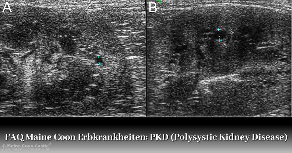 FAQ Erbkrankheiten der Maine Coon: PKD (Polycystic Kidney Disease) FAQ Erbkrankheiten der Maine Coon: PKD (Polycystic Kidney Disease)