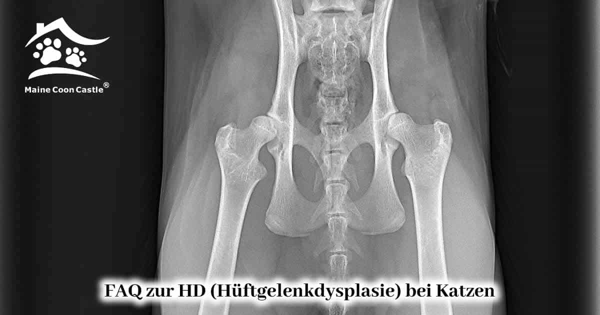FAQ zur HD (Hüftgelenkdysplasie) bei Katzen FAQ zur HD (Hüftgelenkdysplasie) bei Katzen