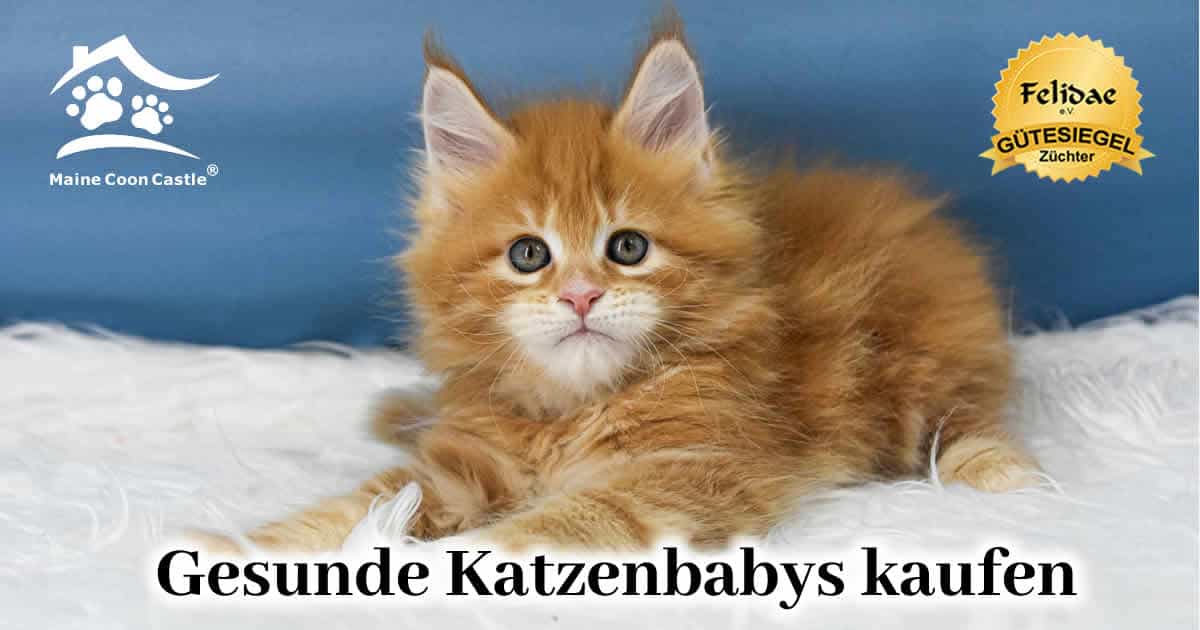 Die Maine Coon Kitten der Würfe A3 – Z3 im Überblick