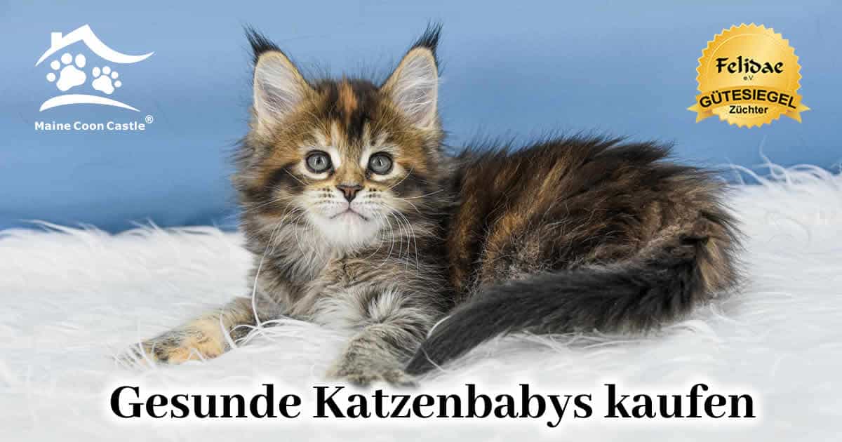 Die Maine Coon Babys der Würfe A3 – Z3 im Überblick