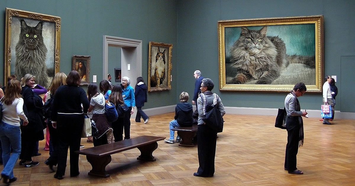 Maine Coon Katzenbilder