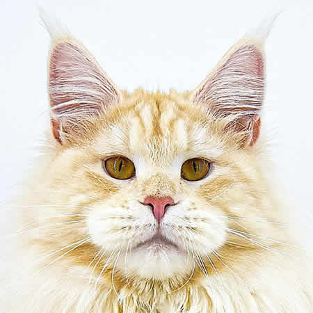 XXL Maine Coon Kater Alex of Maine Coon Castle XXL Maine Coon Kater Alex of Maine Coon Castle