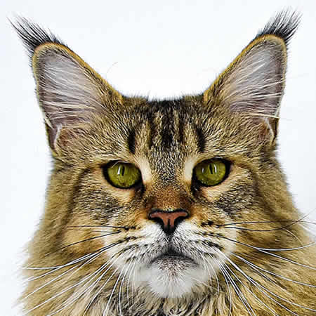 Maine Coon Katze Anja of Maine Coon Castle Maine Coon Katze Anja of Maine Coon Castle