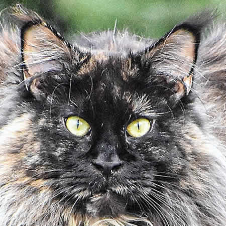 Anna of Maine Coon Castle Anna of Maine Coon Castle