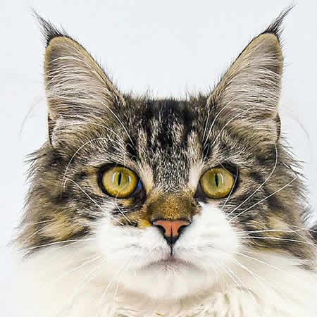 Maine Coon Katze NightSilence Midnight Flower