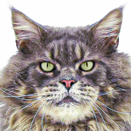 Maine Coon Kater Buddy of Maine Coon Castle Maine Coon Kater Buddy of Maine Coon Castle