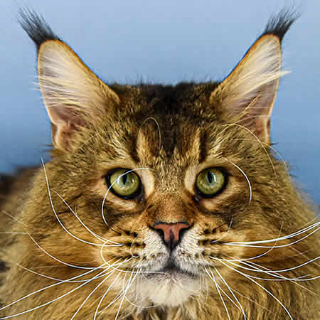Maine Coon Kater Cobe of Maine Coon Castle Maine Coon Kater Cobe of Maine Coon Castle