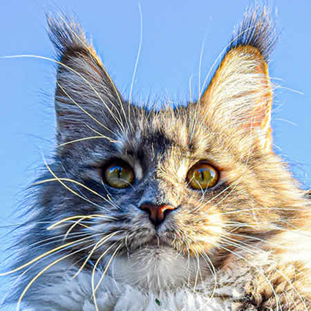 Midnightfire´s Daireen Midnightfire´s Daireen