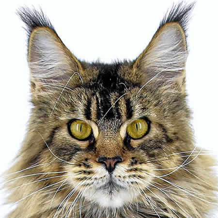 Maine Coon Katze Elea of Maine Coon Castle Maine Coon Katze Elea of Maine Coon Castle