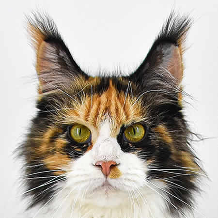 Maine Coon Katze Elena of Maine Coon Castle Maine Coon Katze Elena of Maine Coon Castle