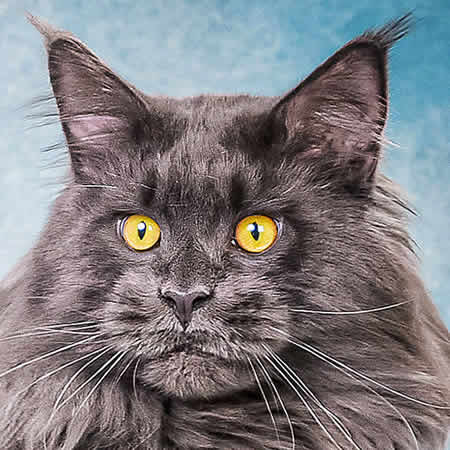 Weltchampion BRubbeys Emmet Weltchampion BRubbeys Emmet