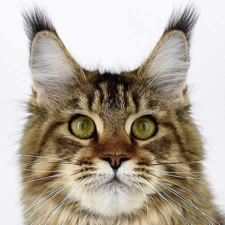 Maine Coon Katze Evi of Maine Coon Castle Maine Coon Katze Evi of Maine Coon Castle