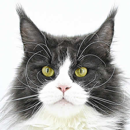 Maine Coon Katze Fleur of Maine Coon Castle Maine Coon Katze Fleur of Maine Coon Castle