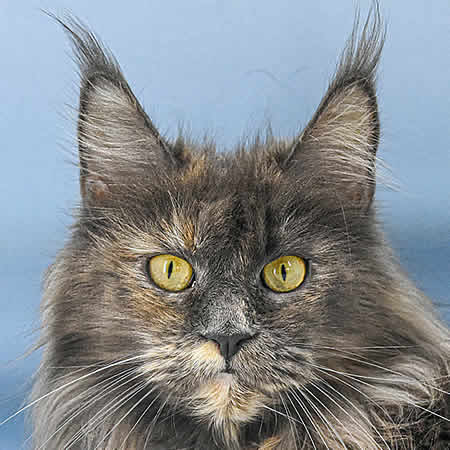 Maine Coon Katze Midnightfire´s Ivette Maine Coon Katze Midnightfire´s Ivette