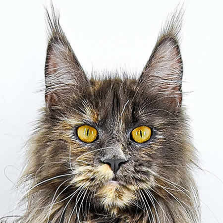 Midnightfire´s Ivette Midnightfire´s Ivette