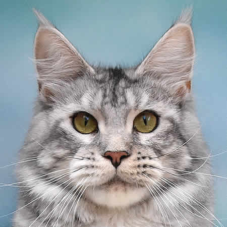 Maine Coon Katze Kimy of Maine Coon Castle Maine Coon Katze Kimy of Maine Coon Castle