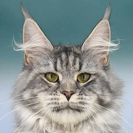 Maine Coon Katze Kyra of Maine Coon Castle Maine Coon Katze Kyra of Maine Coon Castle