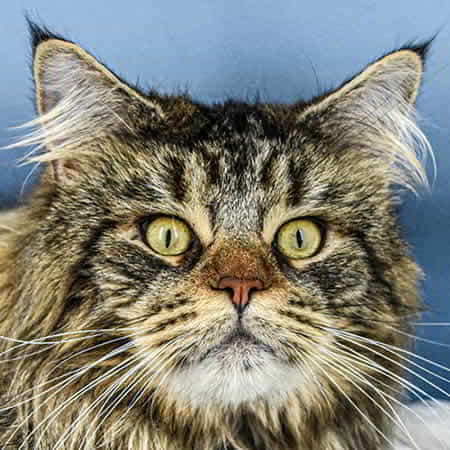 Maine Coon Kater NightSilence Lion Heart