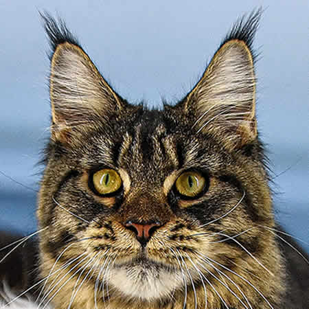 Maine Coon Katze Lisa of Maine Coon Castle Maine Coon Katze Lisa of Maine Coon Castle