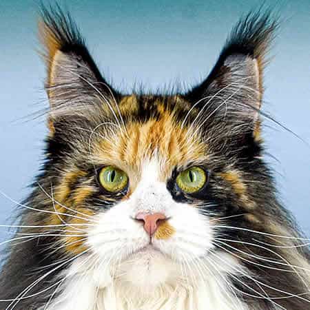 Maine Coon Katze Elena of Maine Coon Castle Maine Coon Katze Elena of Maine Coon Castle