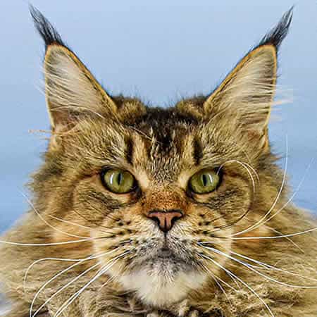 Maine Coon Katze Nadja of Maine Coon Castle Maine Coon Katze Nadja of Maine Coon Castle