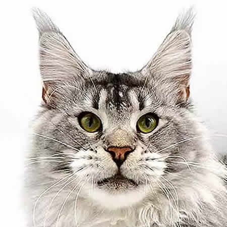 Maine Coon Kater Goodwin Manfredo Maine Coon Kater Goodwin Manfredo