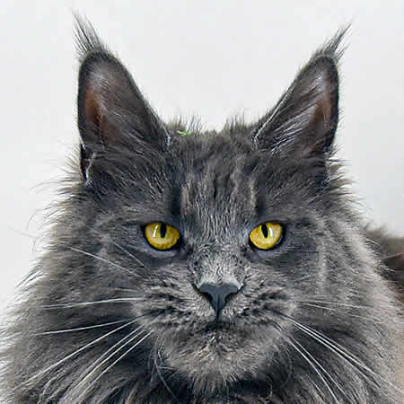 Maine Coon Katze Mascha of Maine Coon Castle Maine Coon Katze Mascha of Maine Coon Castle