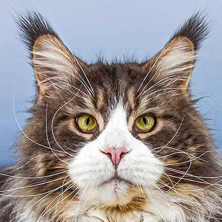 XXL Maine Coon Kater Max of Maine Coon Castle XXL Maine Coon Kater Max of Maine Coon Castle