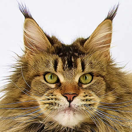 Maine Coon Katze Nadja of Maine Coon Castle Maine Coon Katze Nadja of Maine Coon Castle