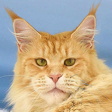 Maine Coon Katze Nanny of Maine Coon Castle Maine Coon Katze Nanny of Maine Coon Castle