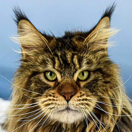 Maine Coon Kater Nick of Maine Coon Castle