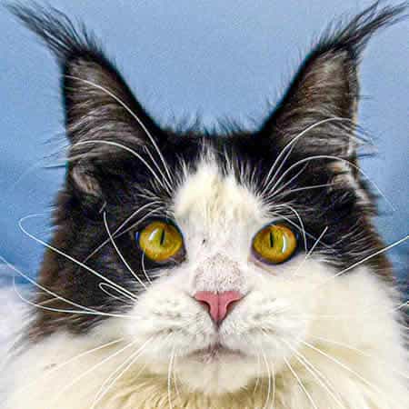 Maine Coon Katze Pepa of Maine Coon Castle