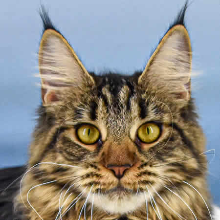 Maine Coon Katze Ula of Maine Coon Castle