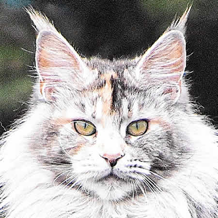 Maine Coon Katze Bloomingtree A3 Vendetta Maine Coon Katze Bloomingtree A3 Vendetta