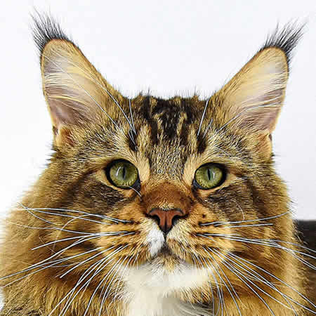 Maine Coon Kater JokerCoon Vito Maine Coon Kater JokerCoon Vito