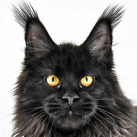 Maine Coon Katze Wally of Maine Coon Castle Maine Coon Katze Wally of Maine Coon Castle