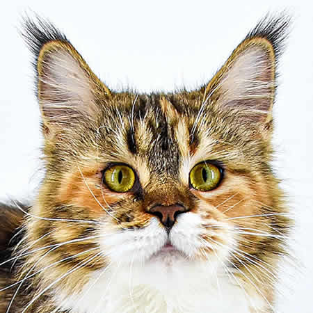 Maine Coon Katze Wilma of Maine Coon Castle Maine Coon Katze Wilma of Maine Coon Castle