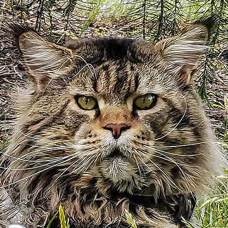 XXL Maine Coon Kater Yaron of Brenda’s Garden