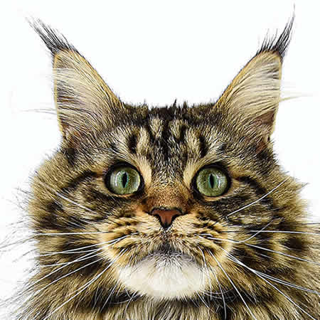 Maine Coon Katze Zarina of Delia´s Castle Maine Coon Katze Zarina of Delia´s Castle