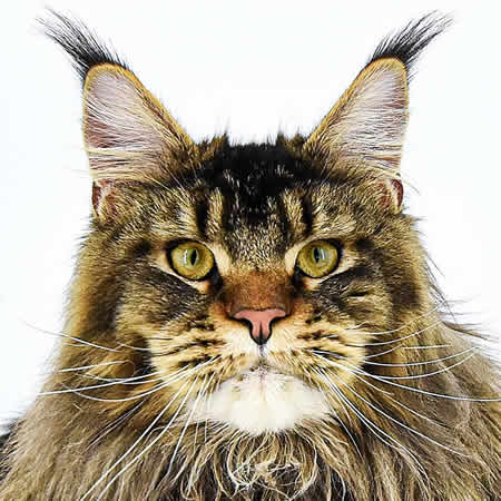 Maine Coon Kater Zeno of Maine Coon Castle Maine Coon Kater Zeno of Maine Coon Castle