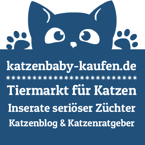 Katzenbabys kaufen ⋆ Tiermarkt für Katzen