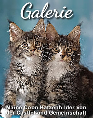 Maine Coon Katzenbilder